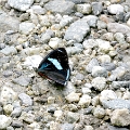 NYMPHALIDAE, Diaethria marchalii dodone